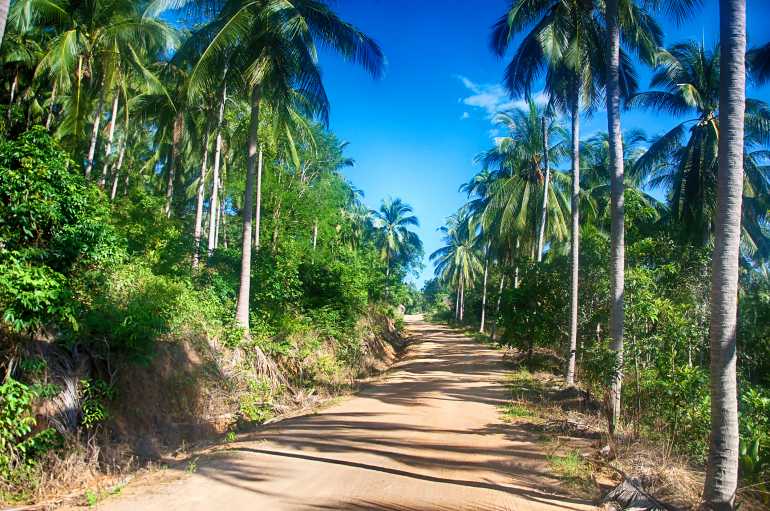 01 3 770 Koh Samui Tropical beach with coconut palm Koh Samui 3