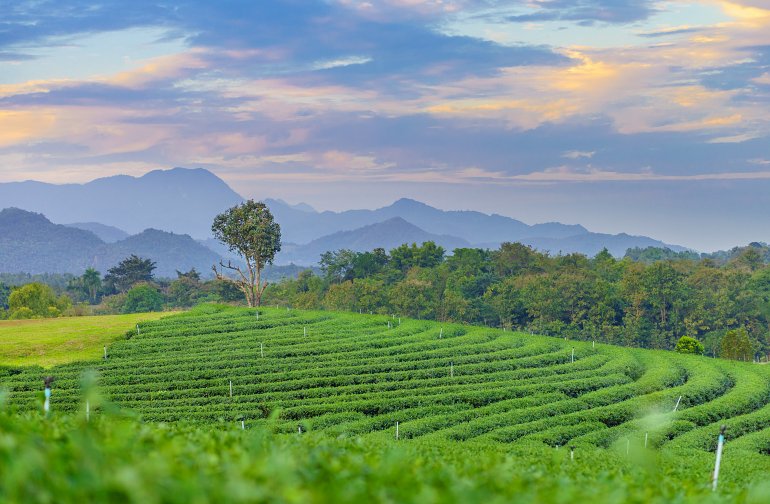 06 04 770 Chiang Rai Camellia sinensis plant field. It is at Choui Fong plantation in Chiang Rai shutterstock 722497117
