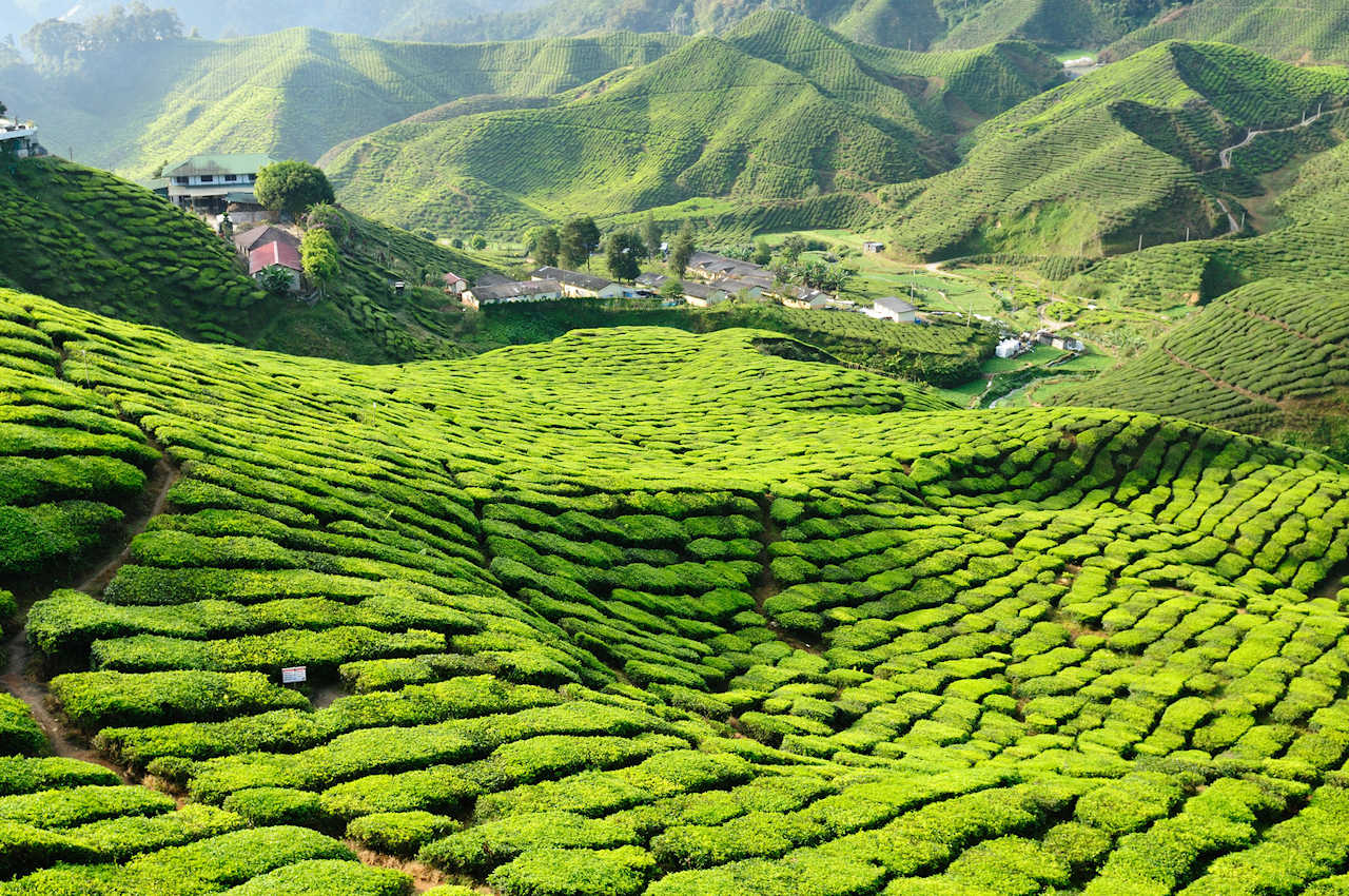 1280 Cameron Highlands Fotolia 31432090 M