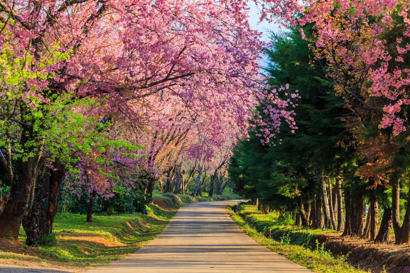 1400 Nordthailand Sakura or cherry blossom on road shutterstock 391636609