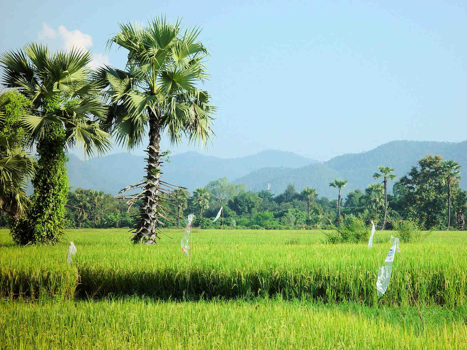 1600 Nordthailand S.K Rice Fields.2