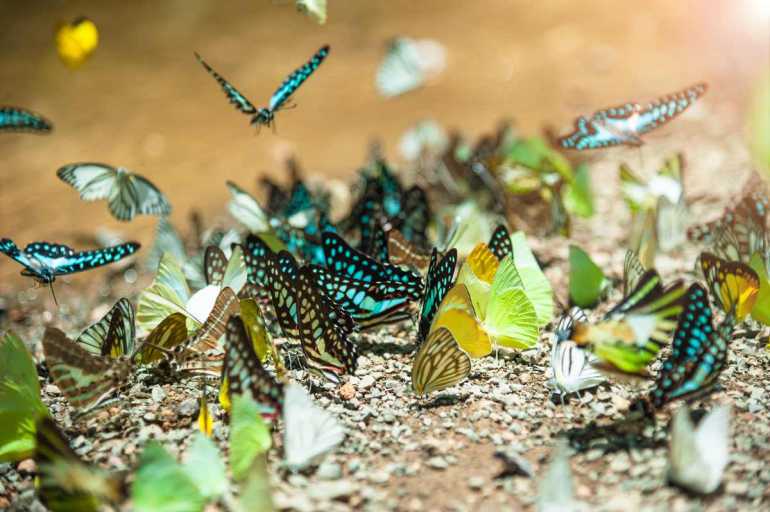 4 03 770 Kaeng Krachan 1200 Butterflies swarm eats minerals in Ban Krang Camp Kaeng Krachan shutterstock 668094655