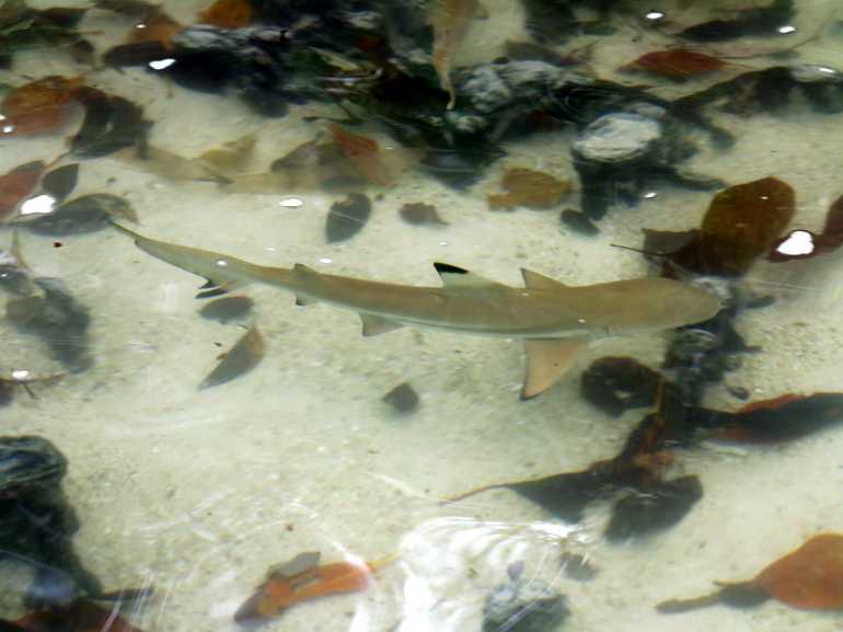 770 Schnorchelsafari Surin Baby Sharks