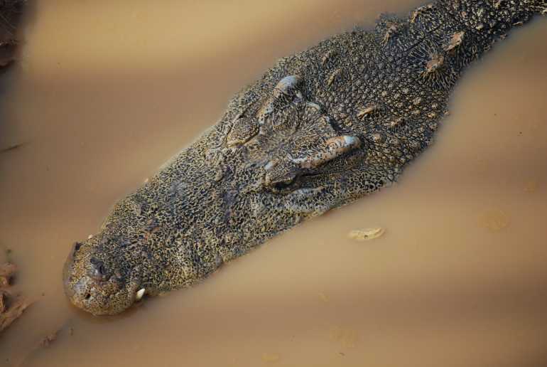 770 Thailand unbekannt Crocodile Rehab 4