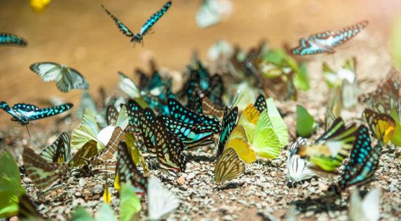 1200 Butterflies swarm eats minerals in Ban Krang Camp Kaeng Krachan shutterstock 668094655