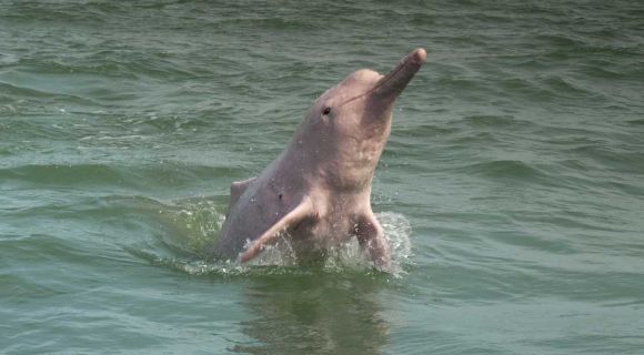 1200 Pink dolphin jumping at Khanom shutterstock 671663068