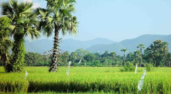 1600 Nordthailand S2.K Rice Fields.2